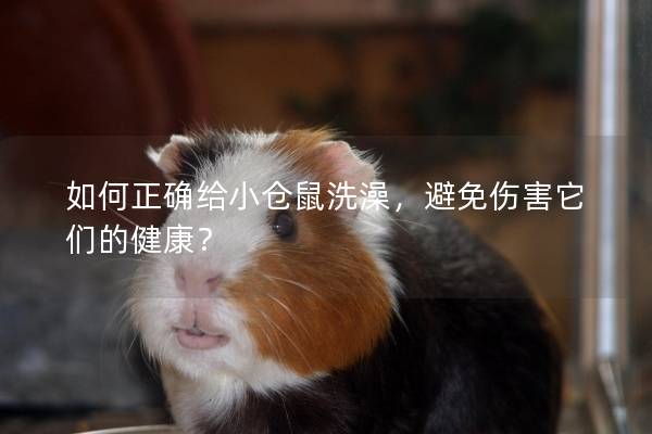 如何正确给小仓鼠洗澡,避免伤害它们的健康? 如何正确给小仓鼠洗澡,避免伤害它们的健康?