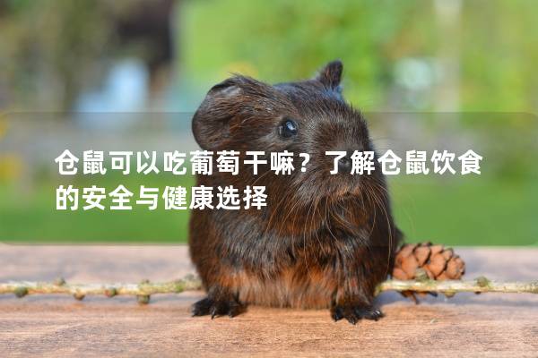 仓鼠可以吃葡萄干嘛？了解仓鼠饮食的安全与健康选择
