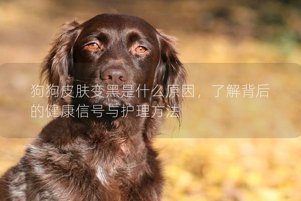 狗狗皮肤变黑是什么原因，了解背后的健康信号与护理方法