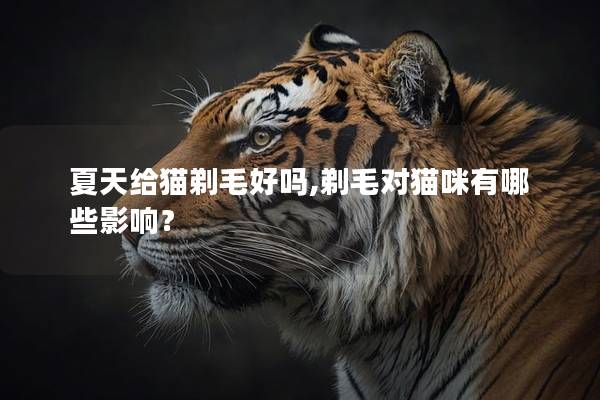夏天给猫剃毛好吗,剃毛对猫咪有哪些影响？
