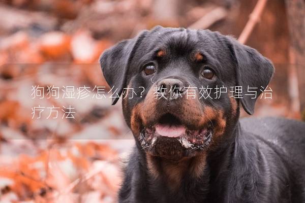 狗狗湿疹怎么办?教你有效护理与治疗方法 狗狗湿疹怎么办?教你有效护理与治疗方法