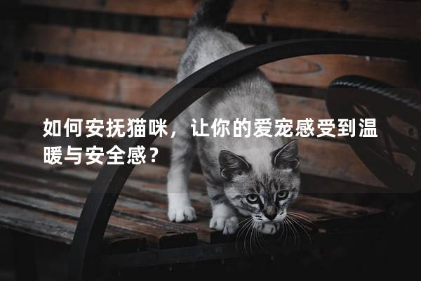 如何安抚猫咪，让你的爱宠感受到温暖与安全感？