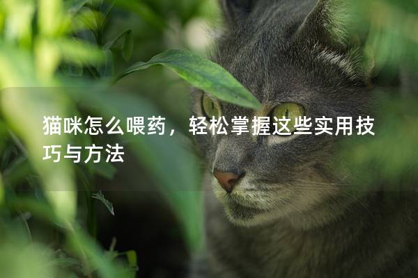 猫咪怎么喂药，轻松掌握这些实用技巧与方法