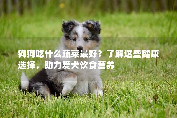 狗狗吃什么蔬菜最好？了解这些健康选择，助力爱犬饮食营养