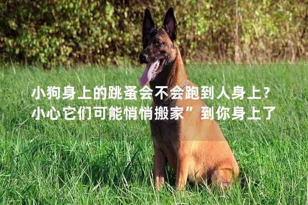小狗身上的跳蚤会不会跑到人身上?小心它们可能悄悄搬家”到你身上了 小狗身上的跳蚤会不会跑到人身上?小心它们可能悄悄搬家”到你身上了