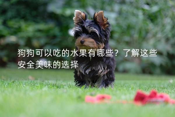 狗狗可以吃的水果有哪些？了解这些安全美味的选择