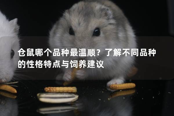 仓鼠哪个品种最温顺？了解不同品种的性格特点与饲养建议