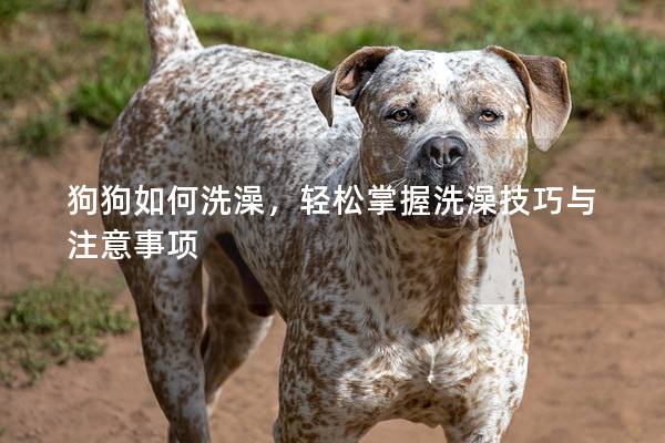 狗狗如何洗澡，轻松掌握洗澡技巧与注意事项