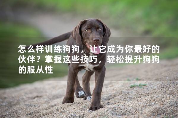 怎么样训练狗狗，让它成为你最好的伙伴？掌握这些技巧，轻松提升狗狗的服从性