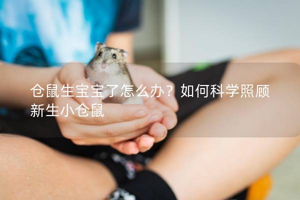 仓鼠生宝宝了怎么办？如何科学照顾新生小仓鼠