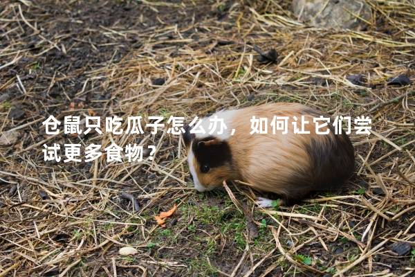 仓鼠只吃瓜子怎么办，如何让它们尝试更多食物？