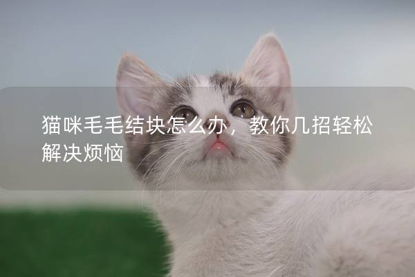 猫咪毛毛结块怎么办，教你几招轻松解决烦恼