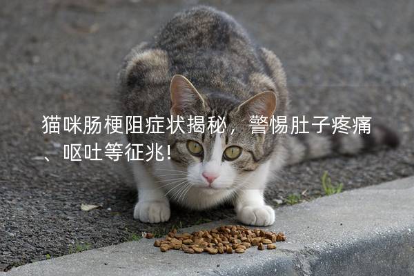 猫咪肠梗阻症状揭秘，警惕肚子疼痛、呕吐等征兆!