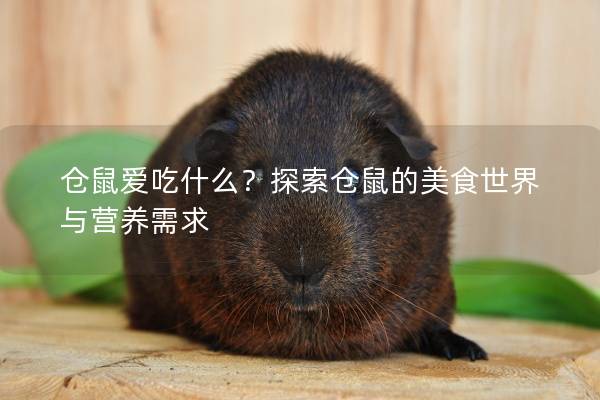 仓鼠爱吃什么？探索仓鼠的美食世界与营养需求