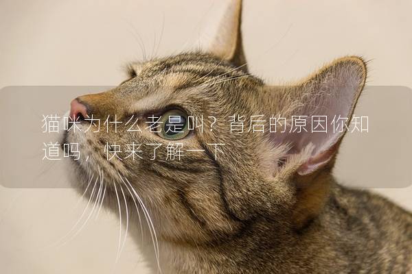 猫咪为什么老是叫?背后的原因你知道吗,快来了解一下 猫咪为什么老是叫?背后的原因你知道吗,快来了解一下