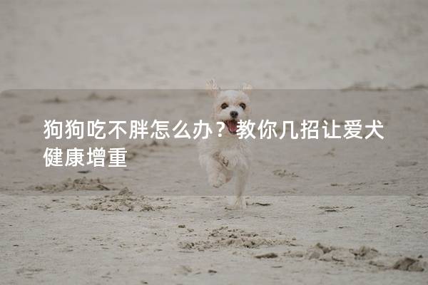 狗狗吃不胖怎么办？教你几招让爱犬健康增重