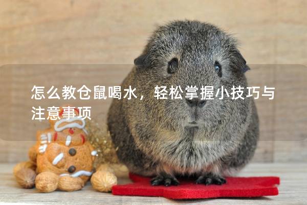怎么教仓鼠喝水，轻松掌握小技巧与注意事项
