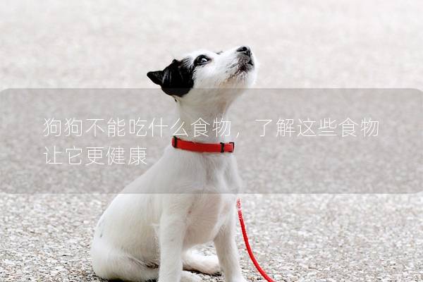 狗狗不能吃什么食物，了解这些食物让它更健康