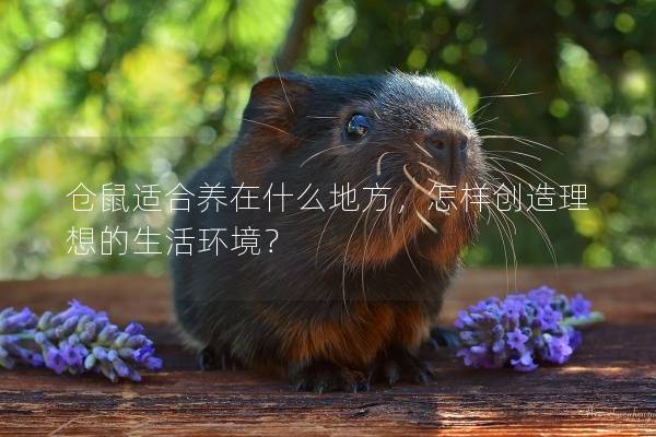 仓鼠适合养在什么地方，怎样创造理想的生活环境？