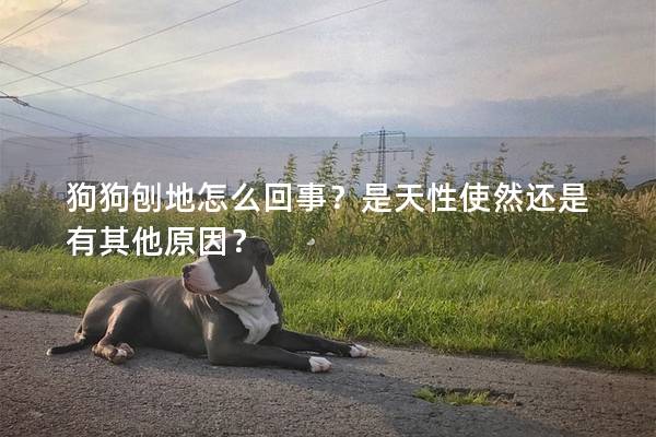 狗狗刨地怎么回事？是天性使然还是有其他原因？