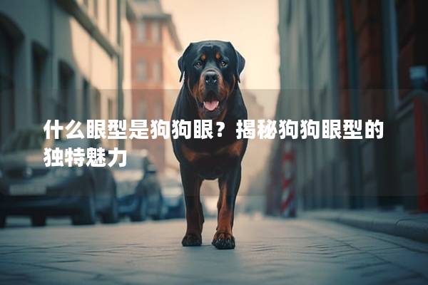 什么眼型是狗狗眼?揭秘狗狗眼型的独特魅力 什么眼型是狗狗眼?揭秘狗狗眼型的独特魅力