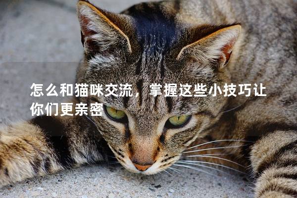 怎么和猫咪交流，掌握这些小技巧让你们更亲密
