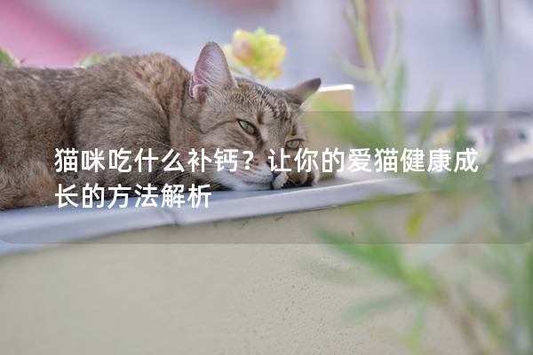 猫咪吃什么补钙？让你的爱猫健康成长的方法解析