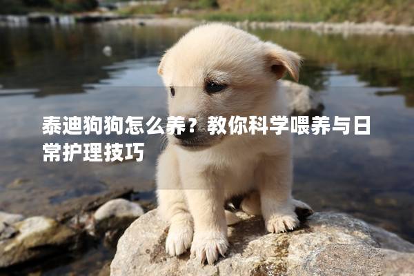 泰迪狗狗怎么养?教你科学喂养与日常护理技巧 泰迪狗狗怎么养?教你科学喂养与日常护理技巧
