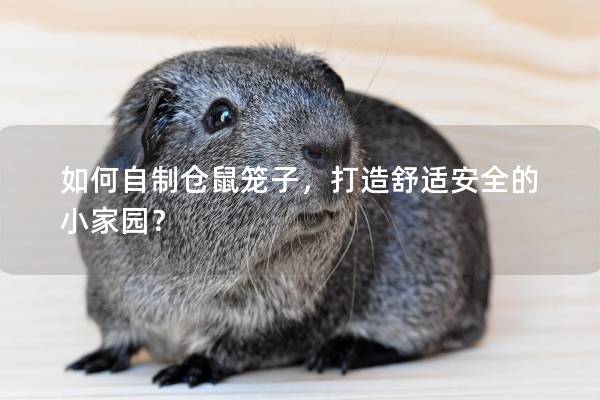 如何自制仓鼠笼子，打造舒适安全的小家园？