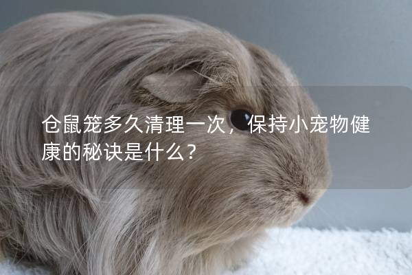 仓鼠笼多久清理一次，保持小宠物健康的秘诀是什么？