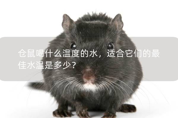 仓鼠喝什么温度的水，适合它们的最佳水温是多少？