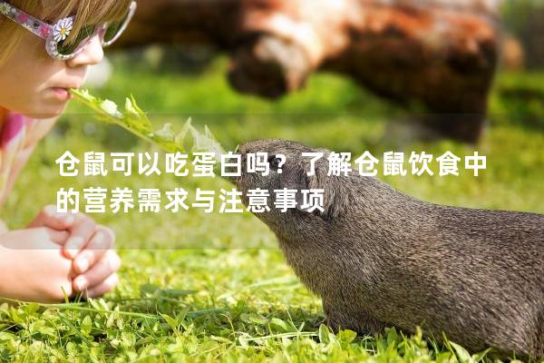 仓鼠可以吃蛋白吗？了解仓鼠饮食中的营养需求与注意事项