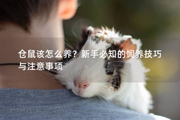 仓鼠该怎么养？新手必知的饲养技巧与注意事项