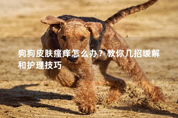 狗狗皮肤瘙痒怎么办？教你几招缓解和护理技巧