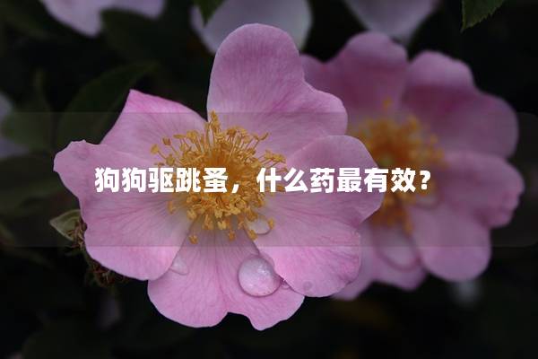 狗狗驱跳蚤，什么药最有效？