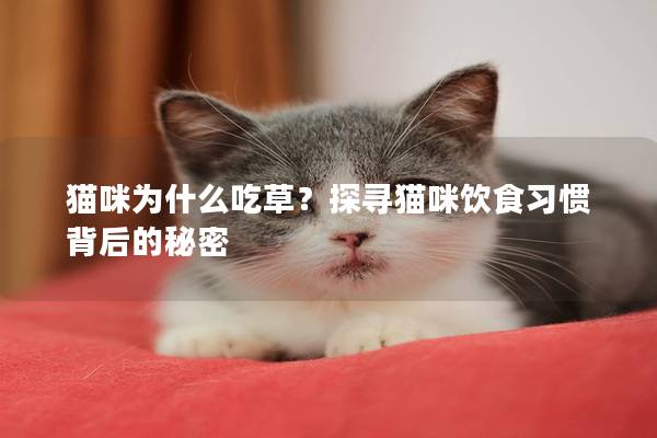 猫咪为什么吃草？探寻猫咪饮食习惯背后的秘密