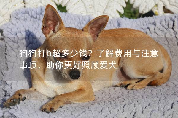 狗狗打b超多少钱？了解费用与注意事项，助你更好照顾爱犬