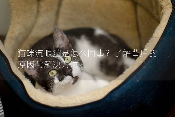 猫咪流眼泪是怎么回事？了解背后的原因与解决方法