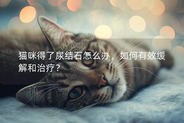 猫咪得了尿结石怎么办,如何有效缓解和治疗? 猫咪得了尿结石怎么办,如何有效缓解和治疗?