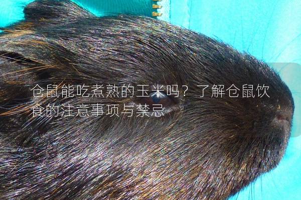 仓鼠能吃煮熟的玉米吗？了解仓鼠饮食的注意事项与禁忌