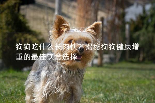 狗狗吃什么长肉快？揭秘狗狗健康增重的最佳饮食选择