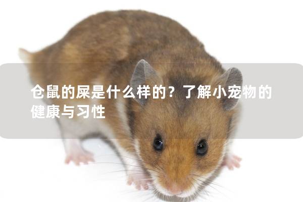 仓鼠的屎是什么样的？了解小宠物的健康与习性