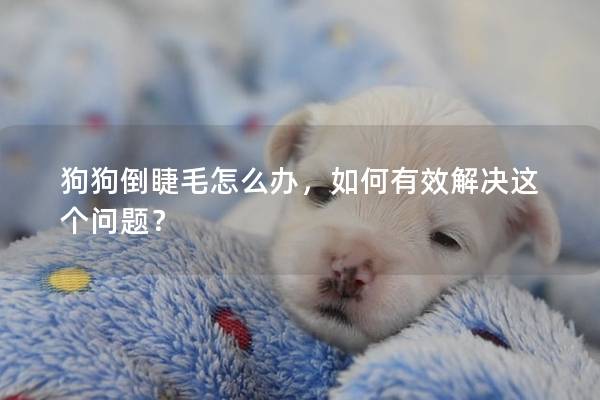 狗狗倒睫毛怎么办，如何有效解决这个问题？