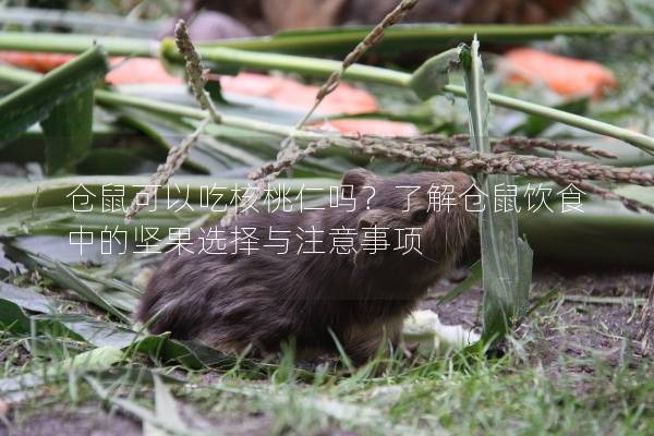 仓鼠可以吃核桃仁吗？了解仓鼠饮食中的坚果选择与注意事项
