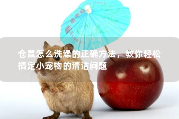 仓鼠怎么洗澡的正确方法，教你轻松搞定小宠物的清洁问题