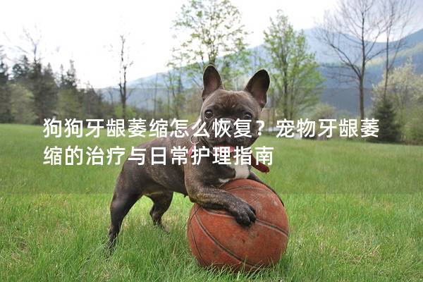 狗狗牙龈萎缩怎么恢复？宠物牙龈萎缩的治疗与日常护理指南