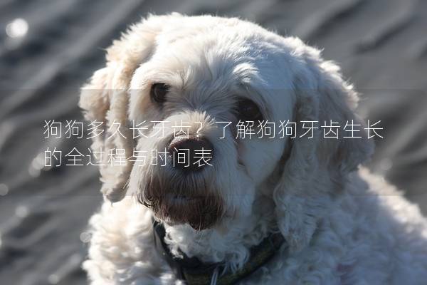狗狗多久长牙齿？了解狗狗牙齿生长的全过程与时间表