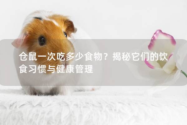 仓鼠一次吃多少食物？揭秘它们的饮食习惯与健康管理