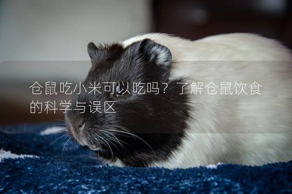 仓鼠吃小米可以吃吗？了解仓鼠饮食的科学与误区
