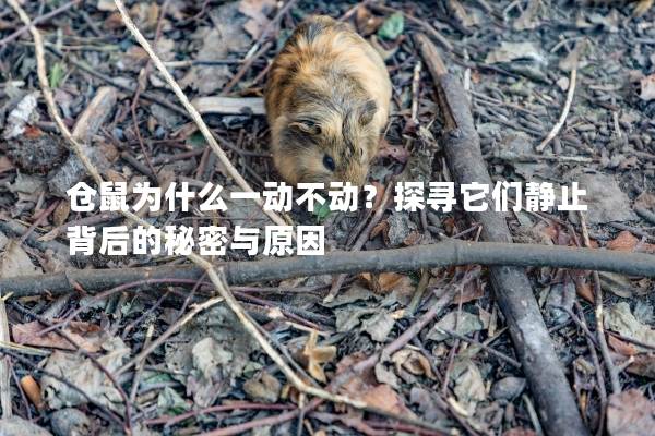 仓鼠为什么一动不动？探寻它们静止背后的秘密与原因